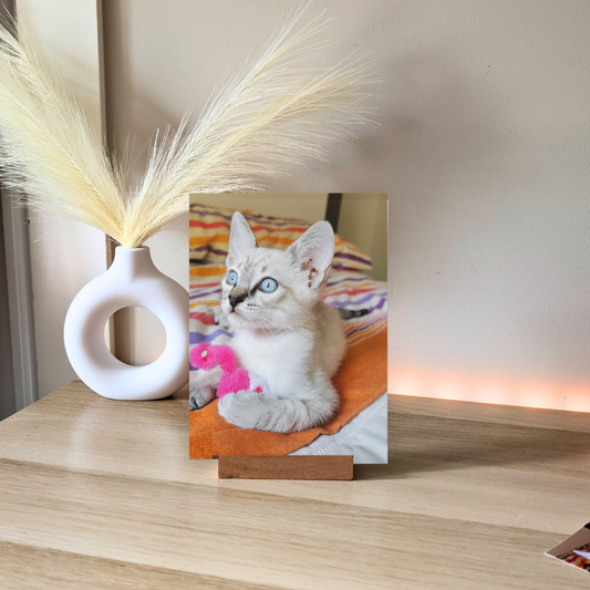 Placa mascota foto completa